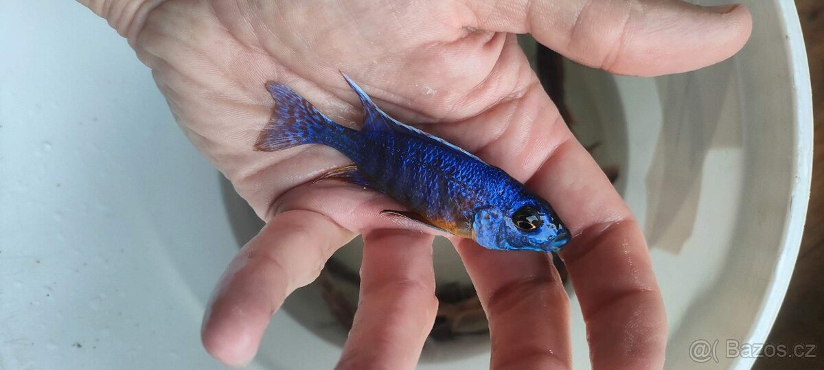 Tlamovci Malawi 15 - 9