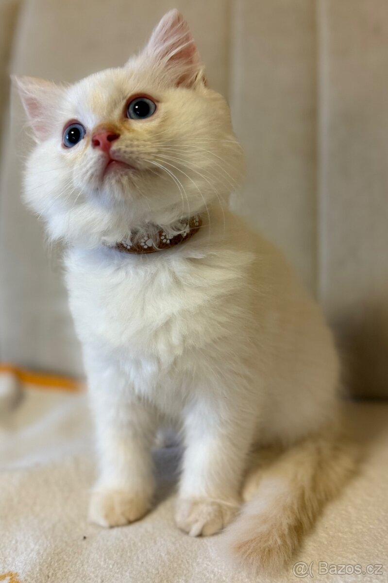Ragdoll kocourek Imail - 9