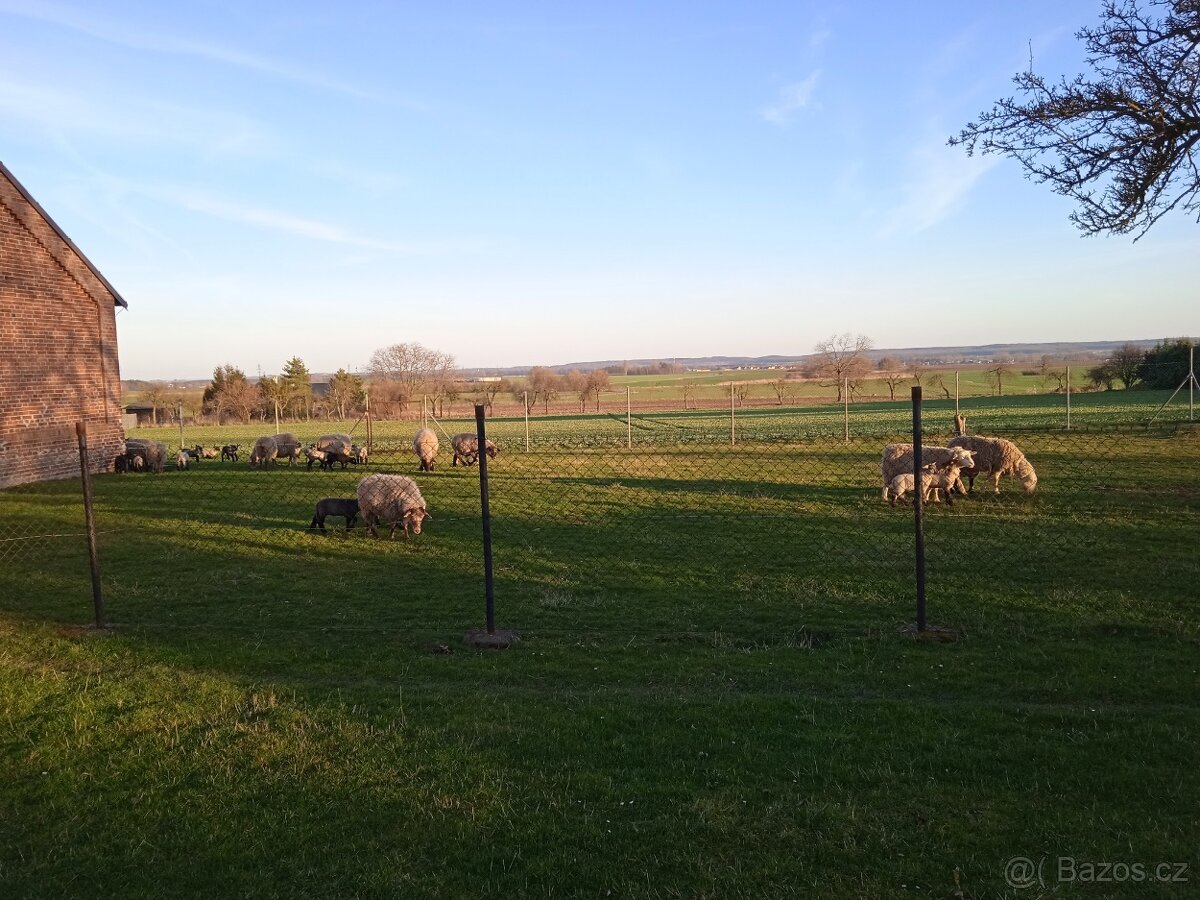 Prodám masná jehňata - 9