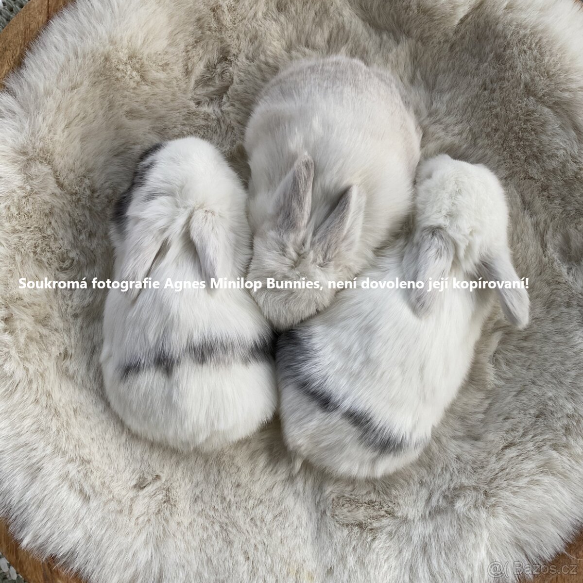 Zakrslý králík beránek typu Minilop - 9