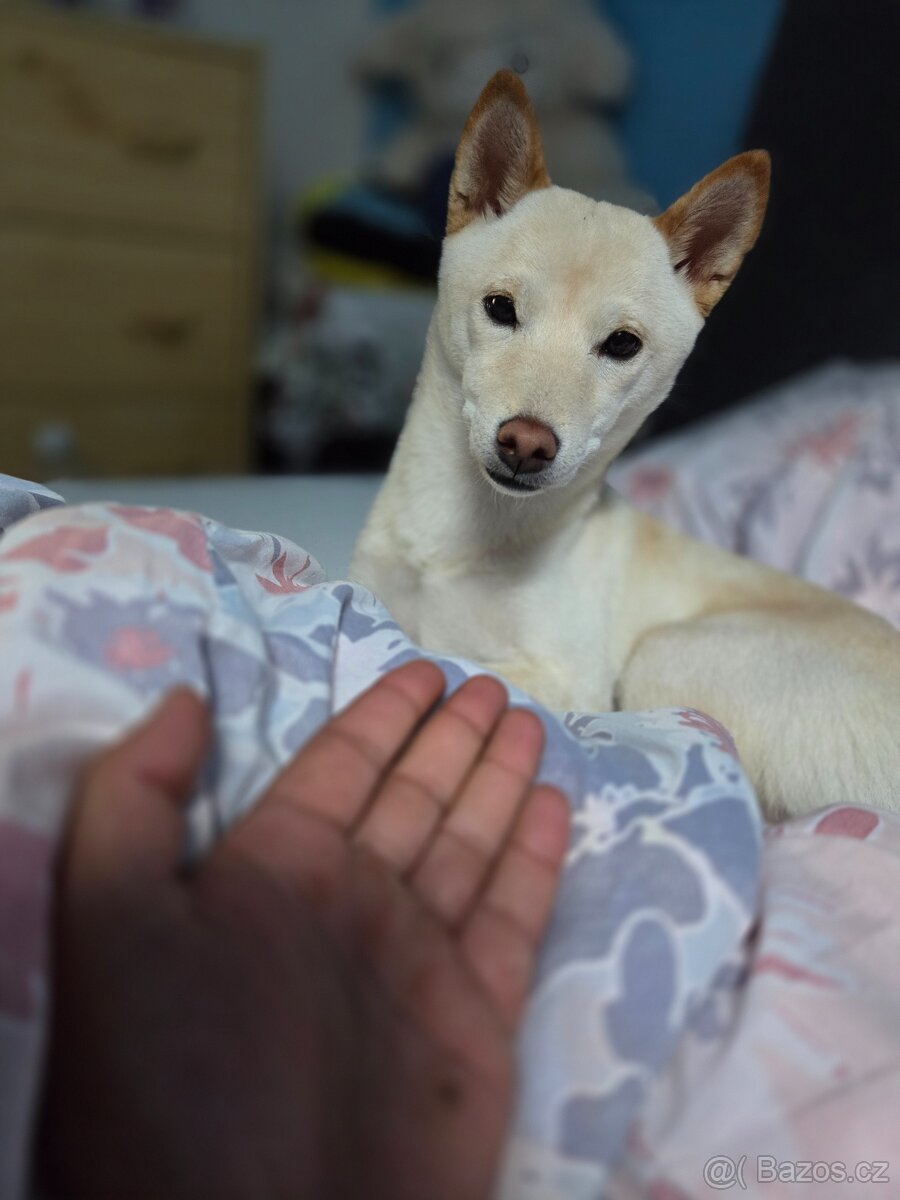 Shiba inu ke krytí - 9