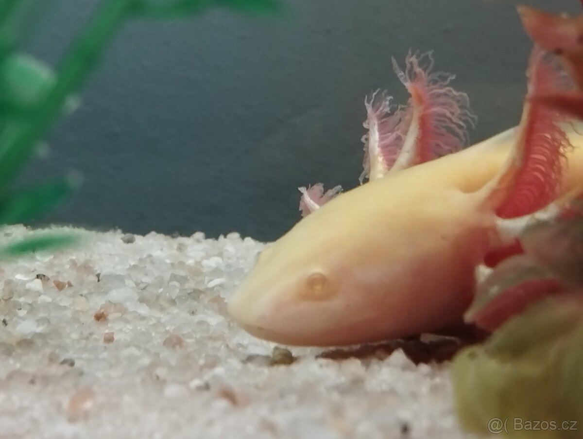 Axolotl - 9