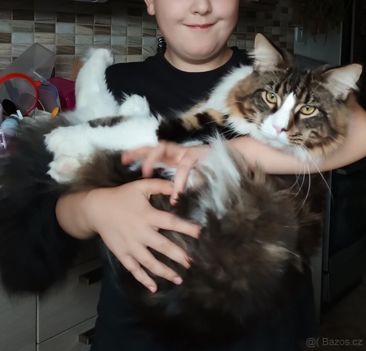 Mainská mývalí koťátka. - 9