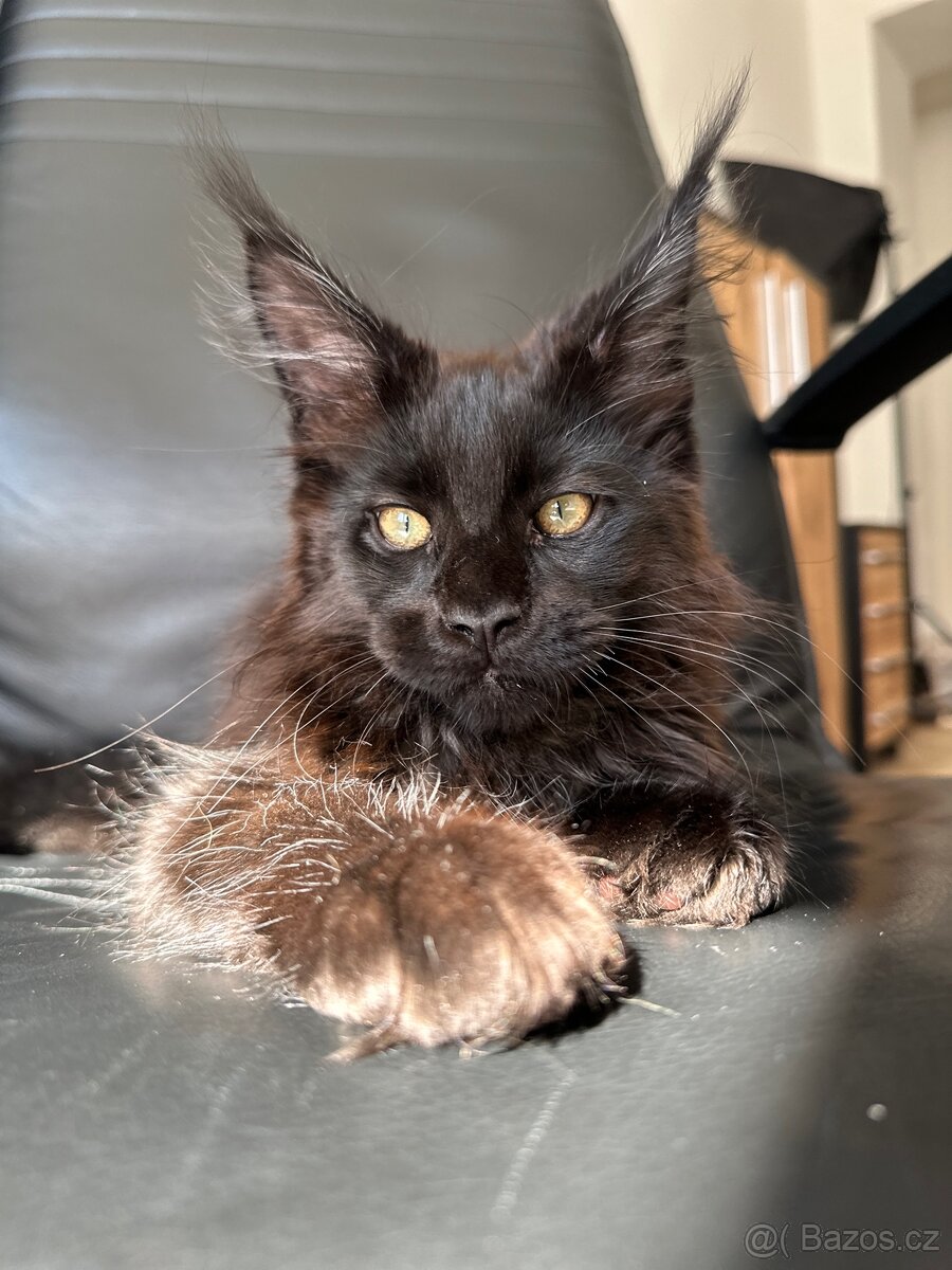 mainska mývalí s pp - 9