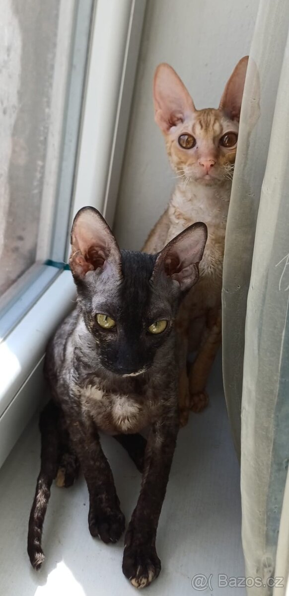 Koťata Cornish Rex s PP - 9