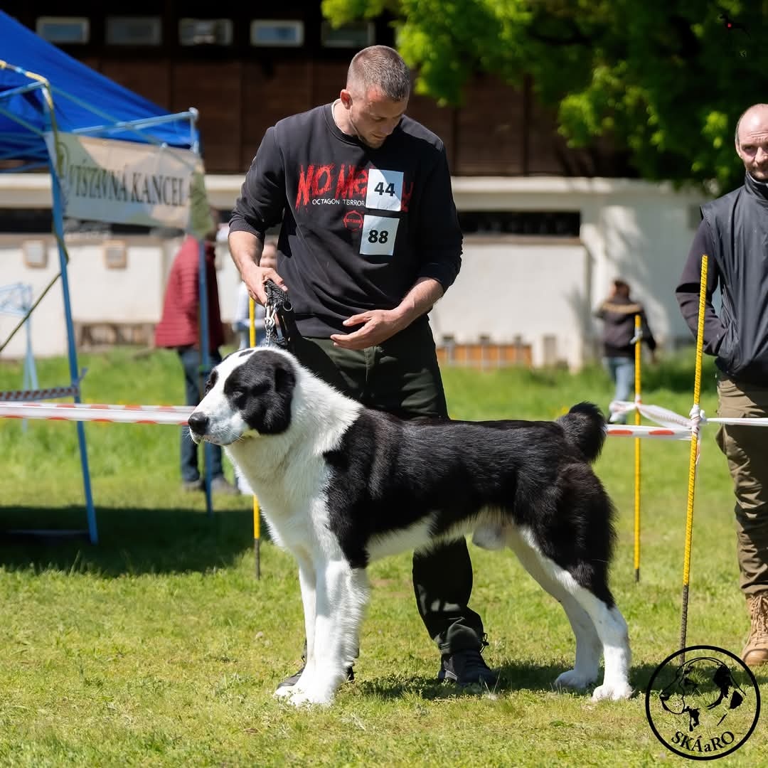 Středoasijský pastevecký pes - 9