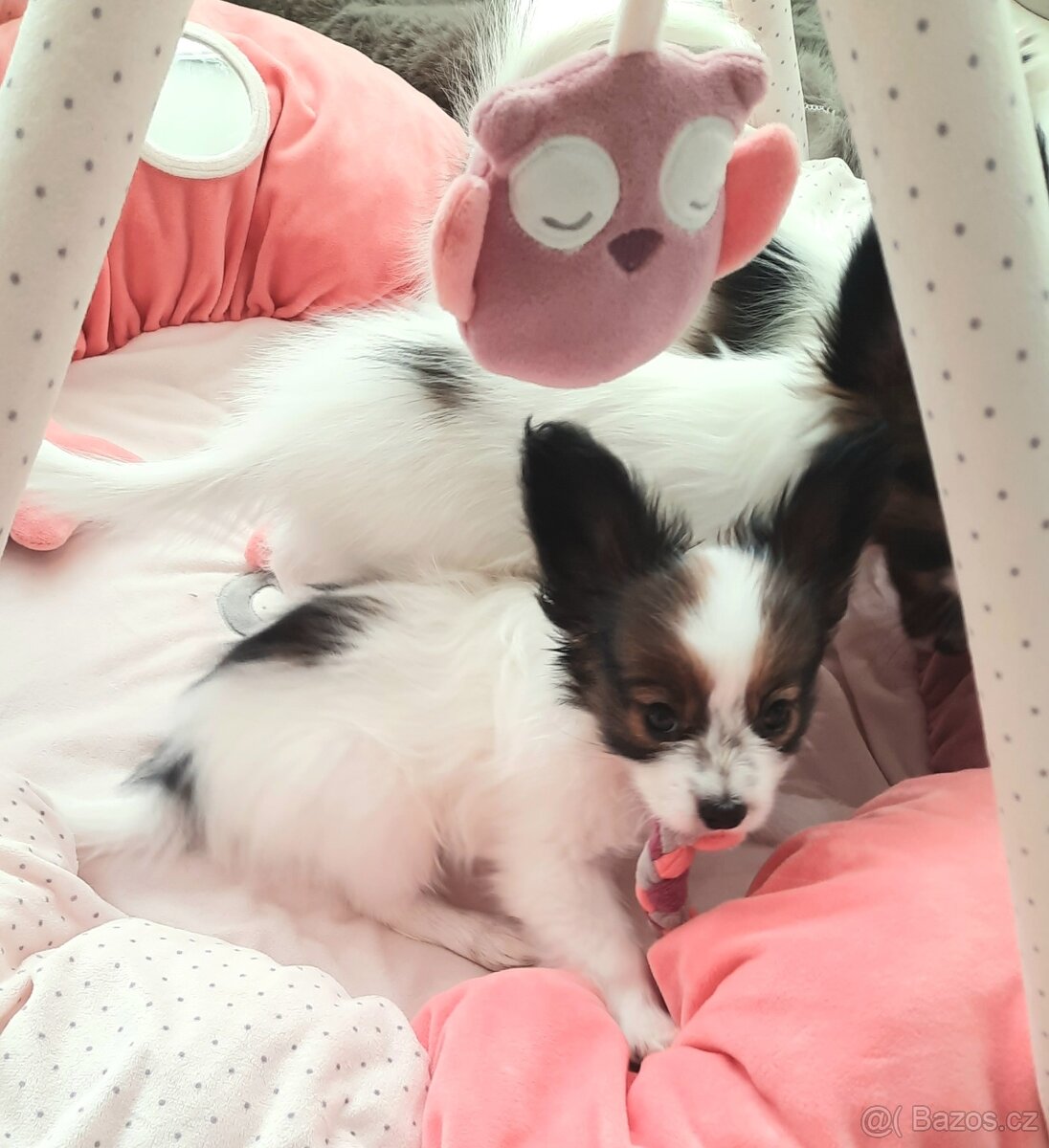 Papillon s PP-pejsek - 9