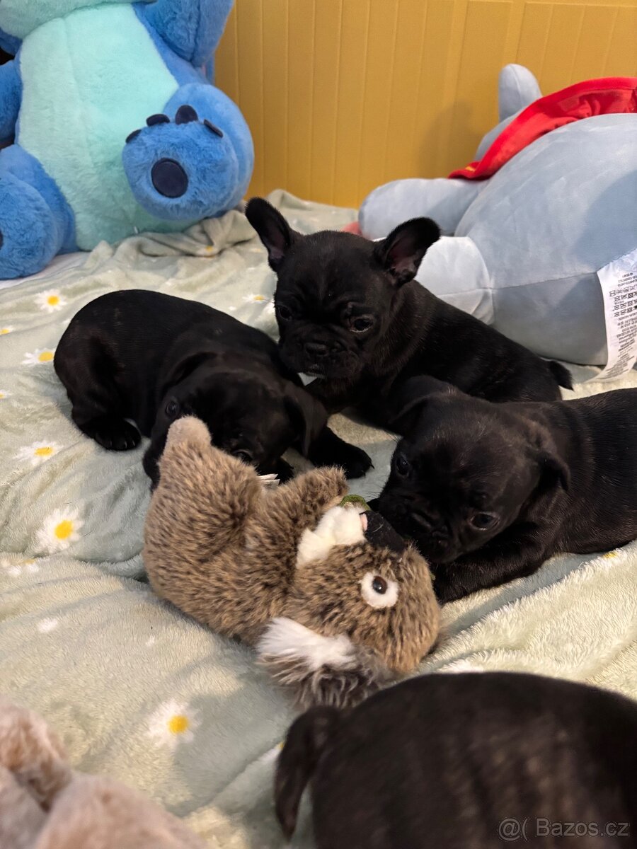 Francouzský buldoček - 9
