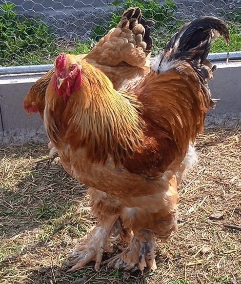 Podej kuřat 15 týdnů - BRAHMANKA ŽLUTÁ 🐓 - 9