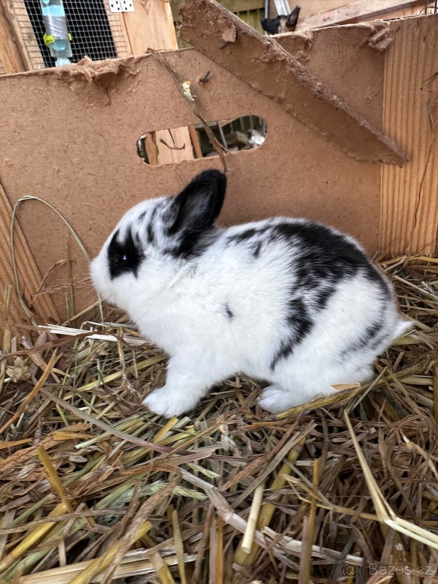 Králík zakrslý kříženec - 9