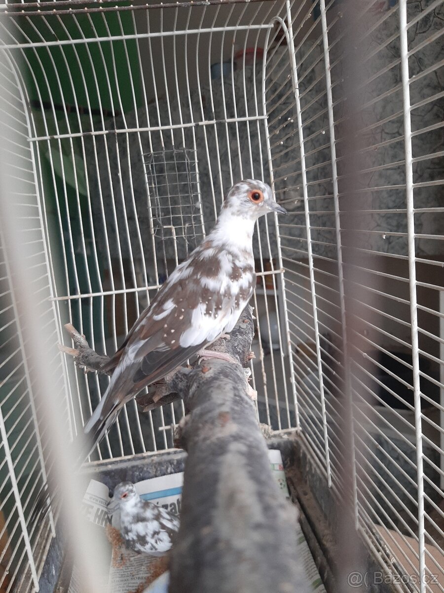 Holoubek diamantovy.. - 9