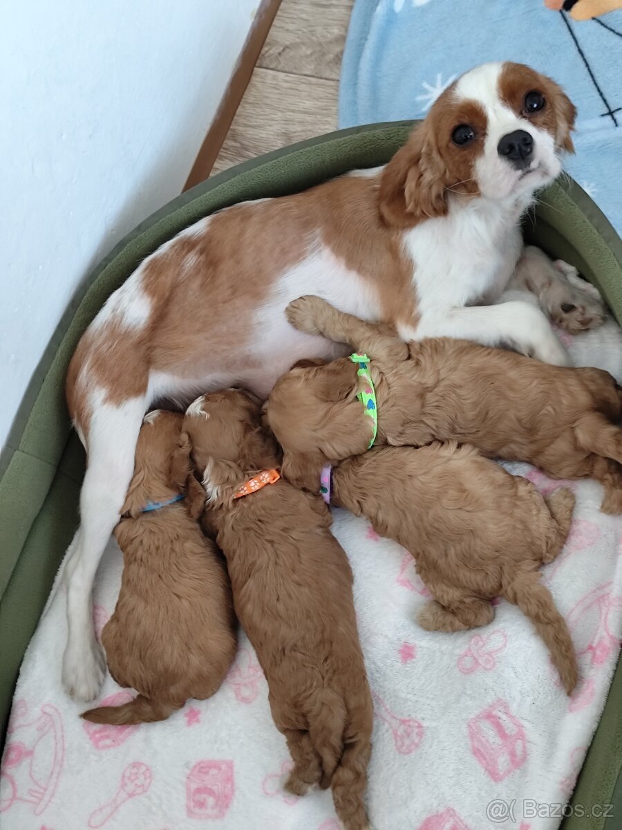 Cavapoo - 9