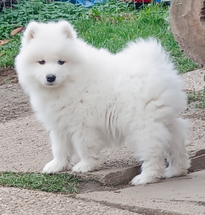 Štěňátka samojeda s PP - 9