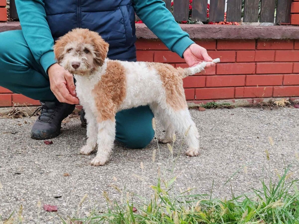 Šteňátka Lagotto Romagnolo - 9