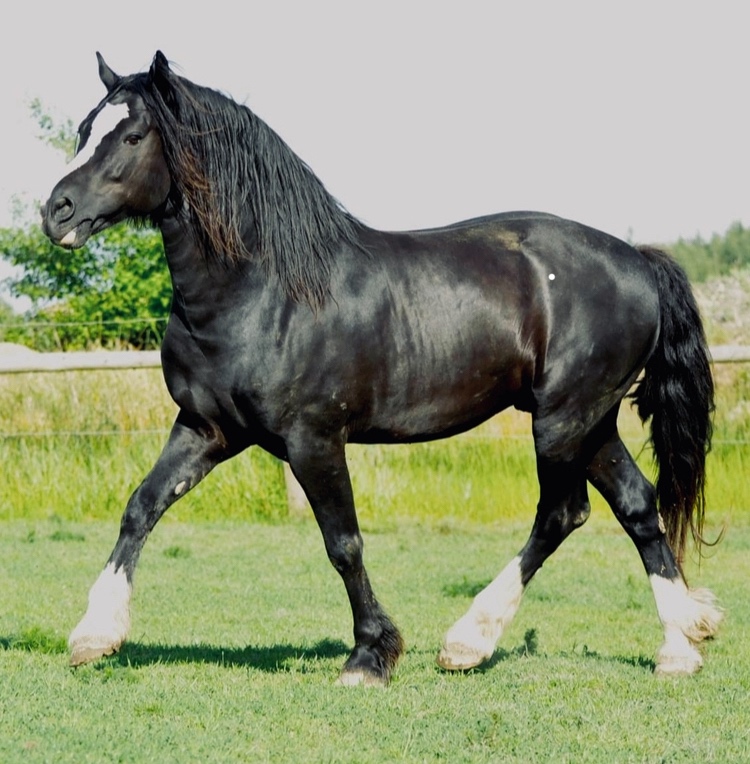 Welsh Cob klisna - 1,5 roku - 9