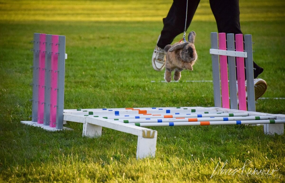 Nabízím předváděcí akci králičího hopu - 9