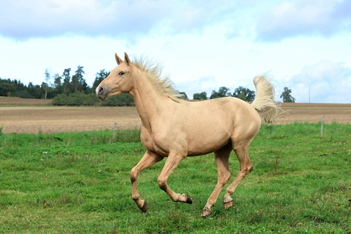 Prodám hřebce Kůň Kinský, - 9