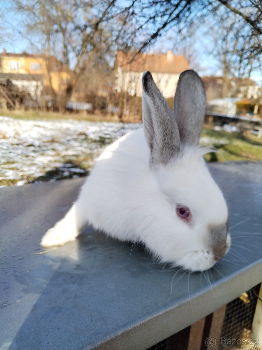 Polozakrsla králička - 9