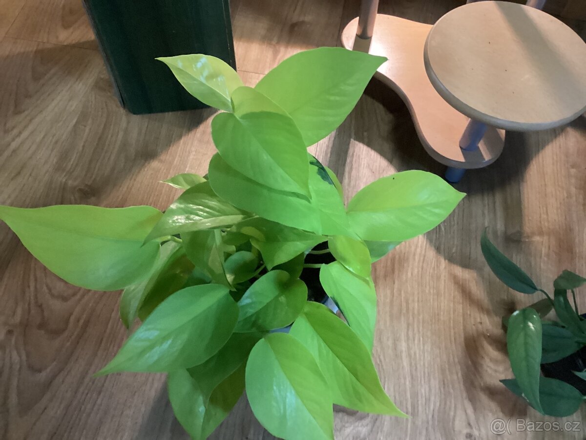 Potosy, Monstera minima - 9