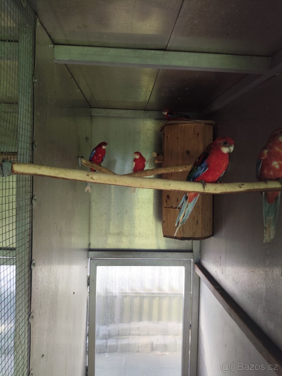 Rosela modrá na ino - 9