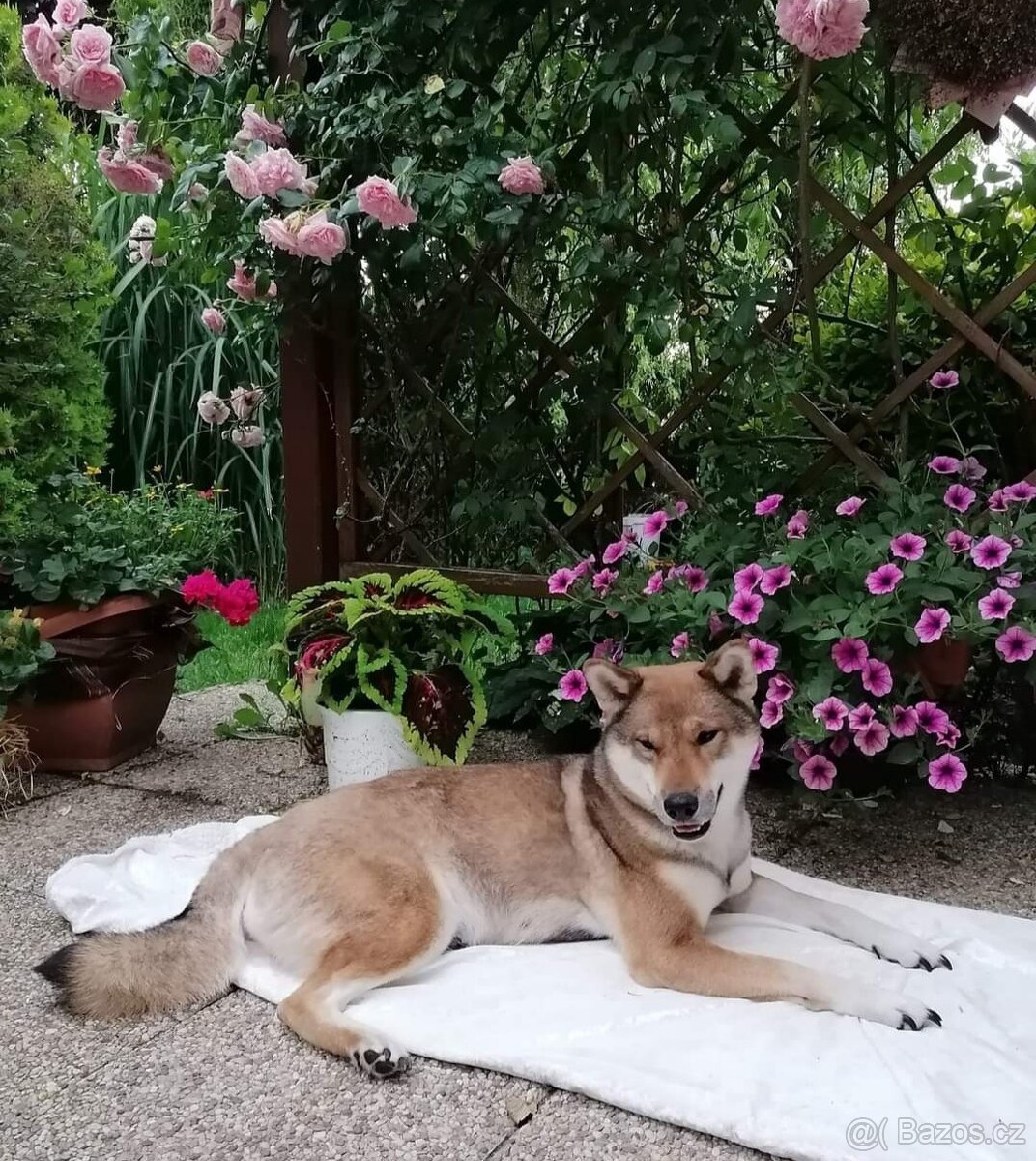 Československý vlčák - Shikoku - 9