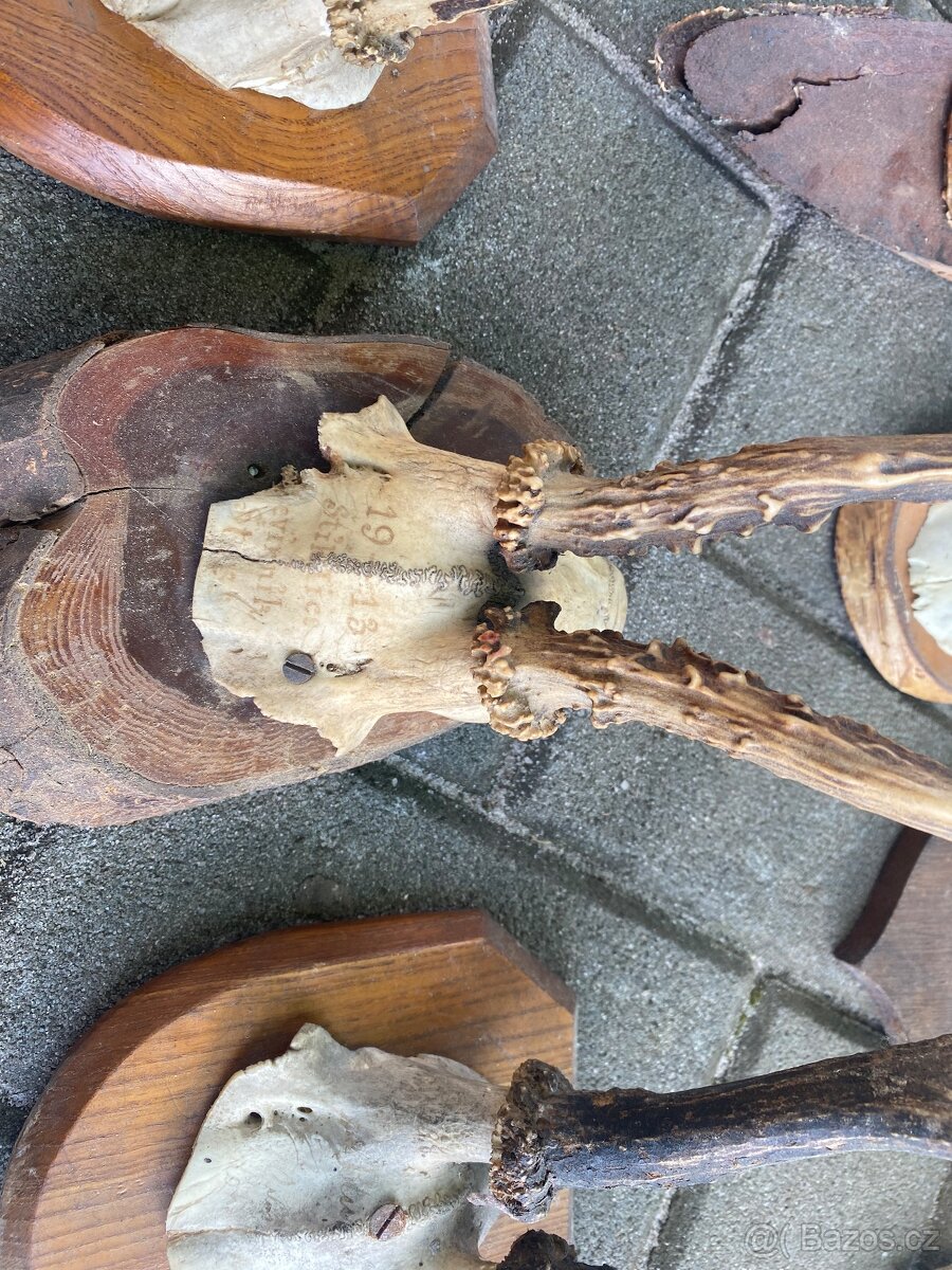 Lovecké trofeje srnčí paroží - 9