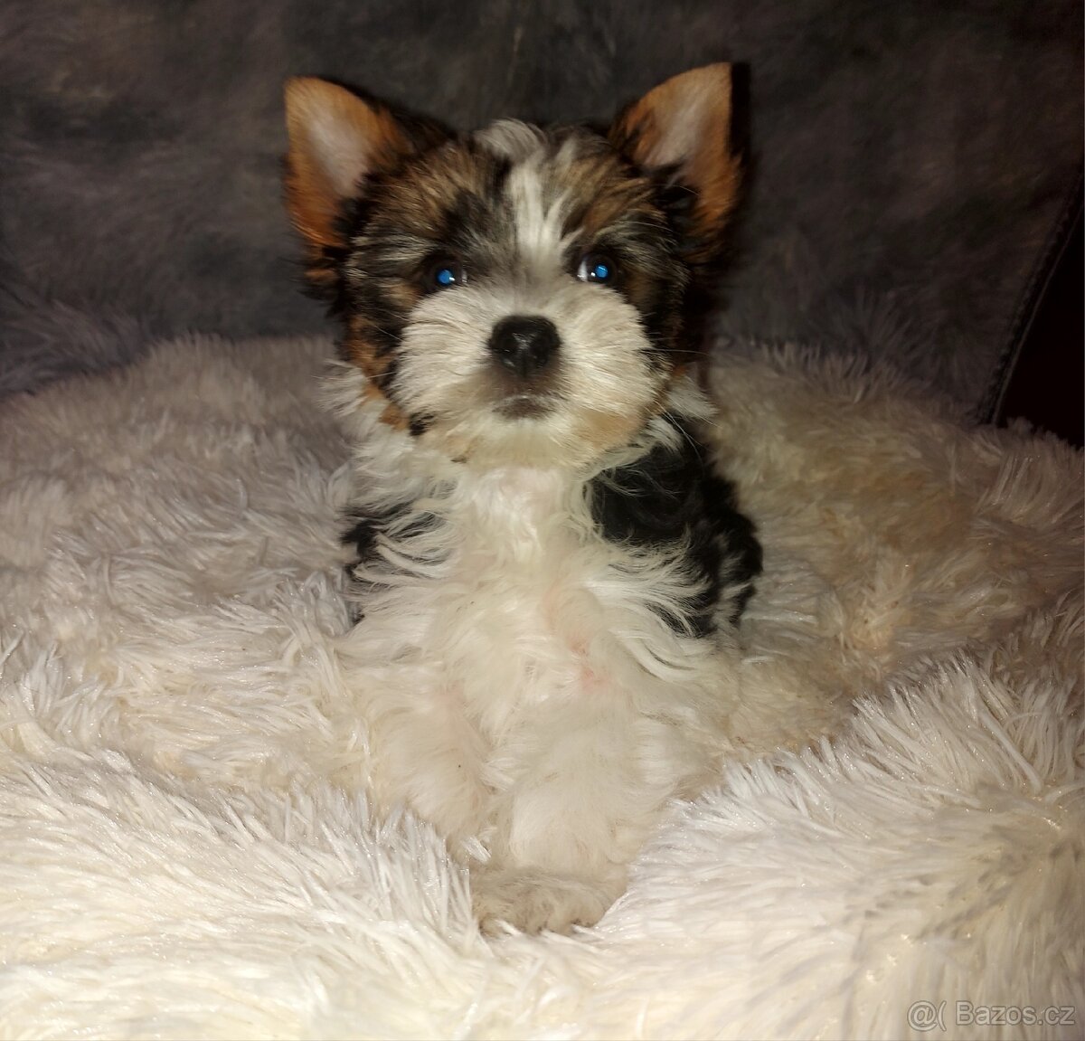 Biewer yorkshire terrier - 9