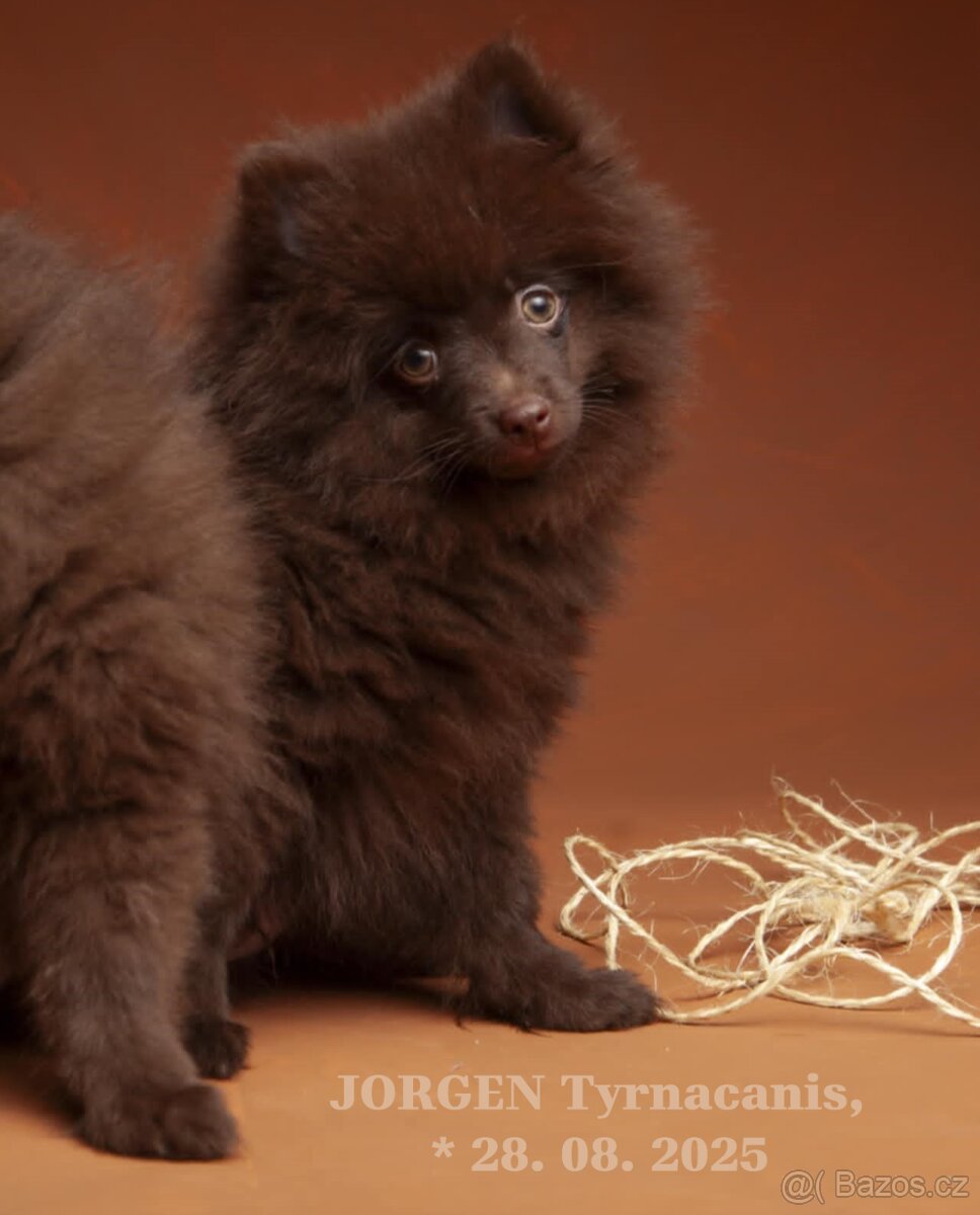 Štěňata německý špic malý hnědý - 9