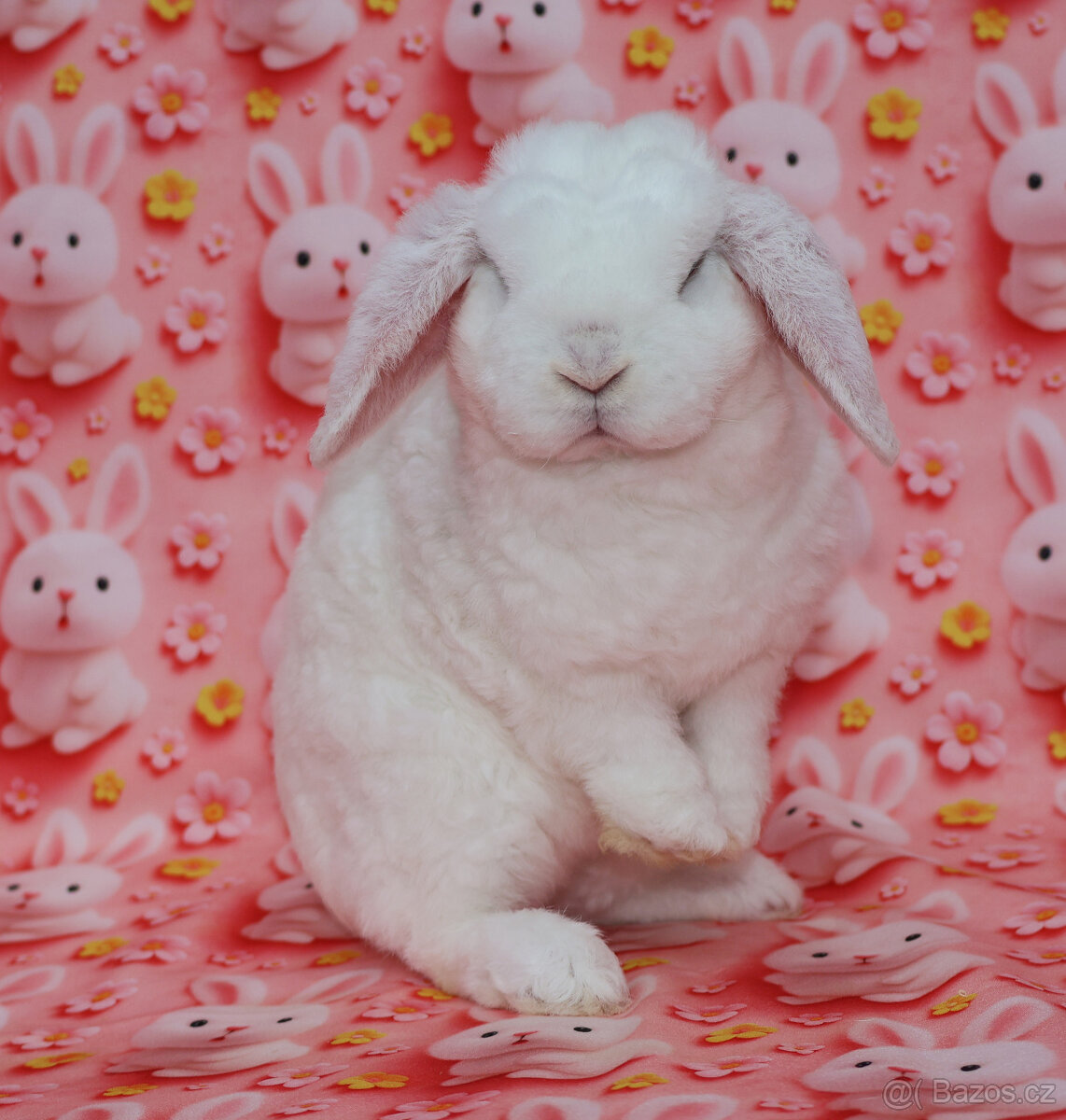 Zakrsly rex beránek , maličká modrooká samička . - 9