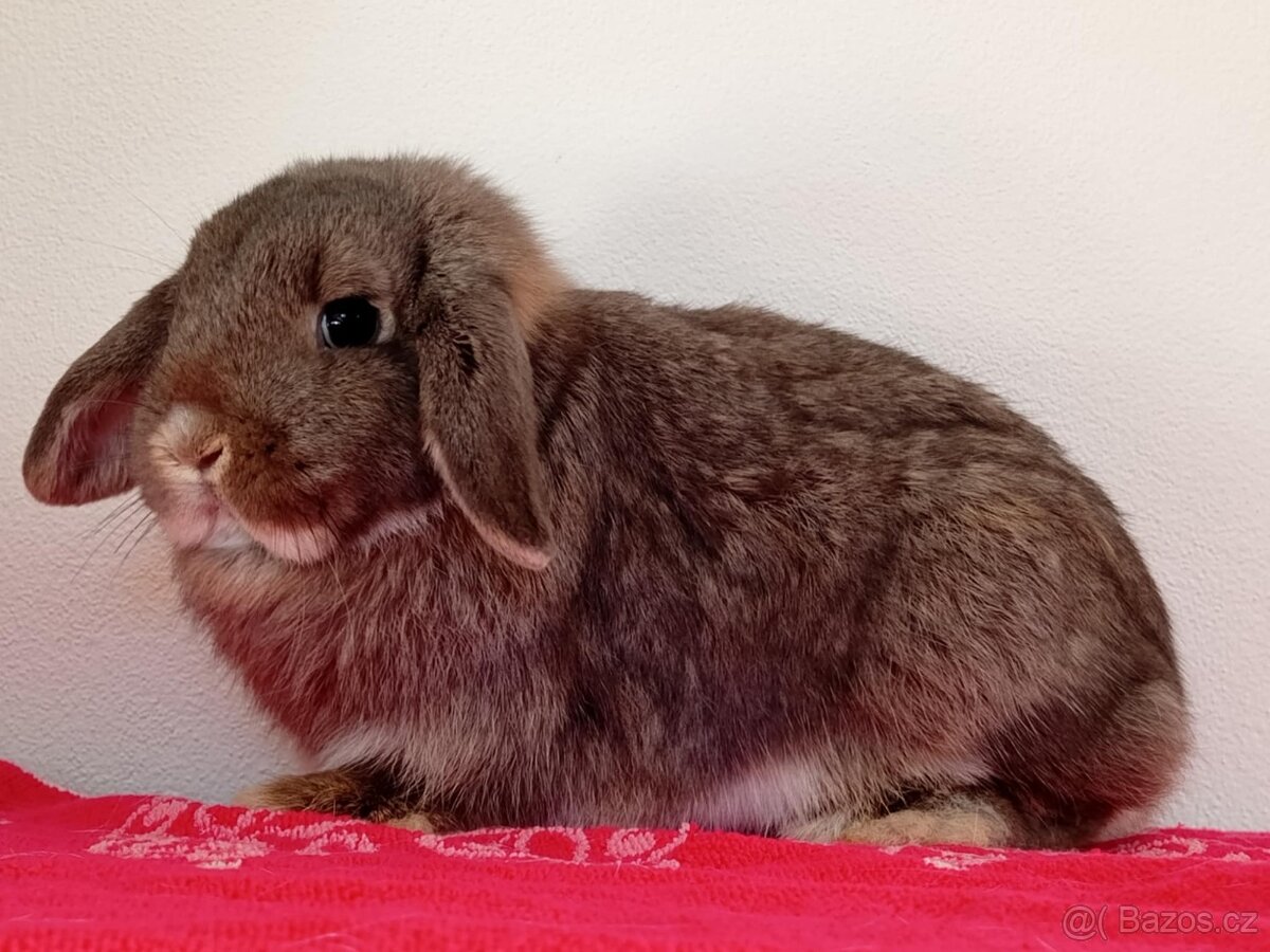 Volná samička - Anglický Zakrslý Beránek MiniLop🍑🧡 - 9