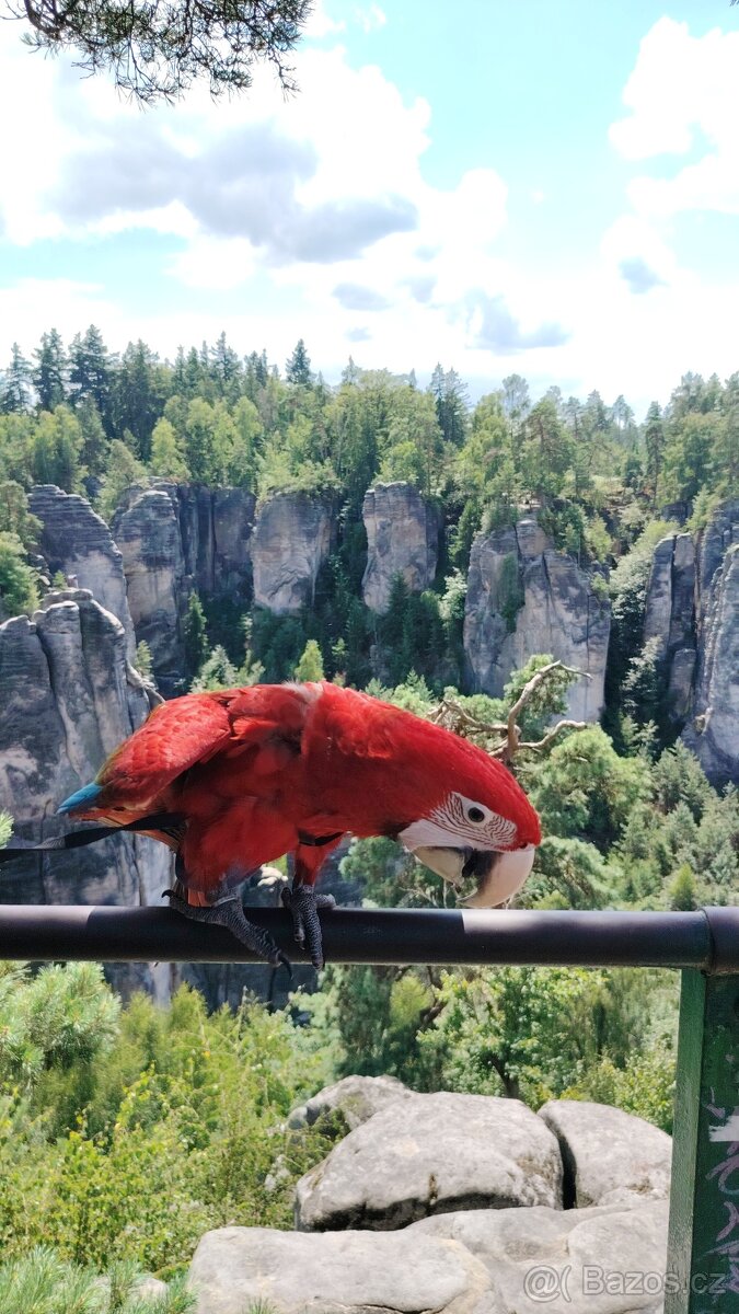 ZÁŽITKOVÝ PROGRAM S PAPOUŠKY - 9