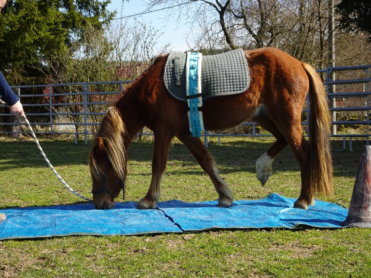 Prodám klisnu WPBr s PP, - 9