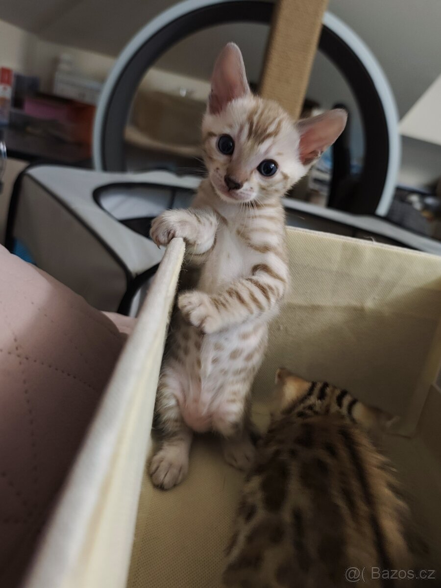 Bengálský Mink kocourek s PP - 9