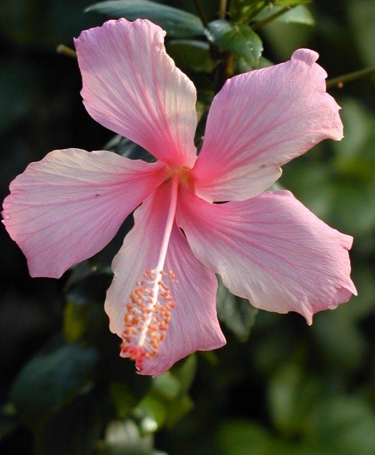 Pokojové ibišky různé barvy - 9