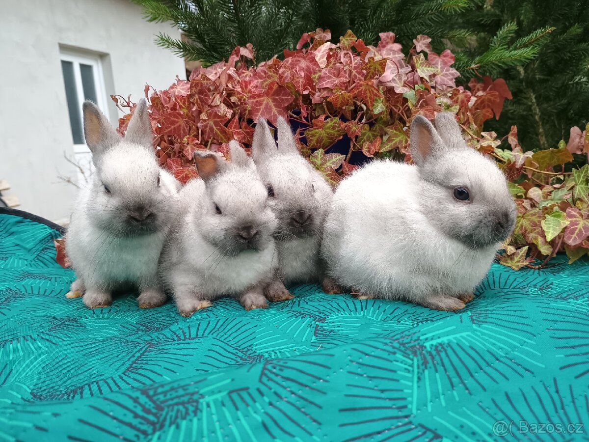 Zakrslý siamský žlutý miminka - 9