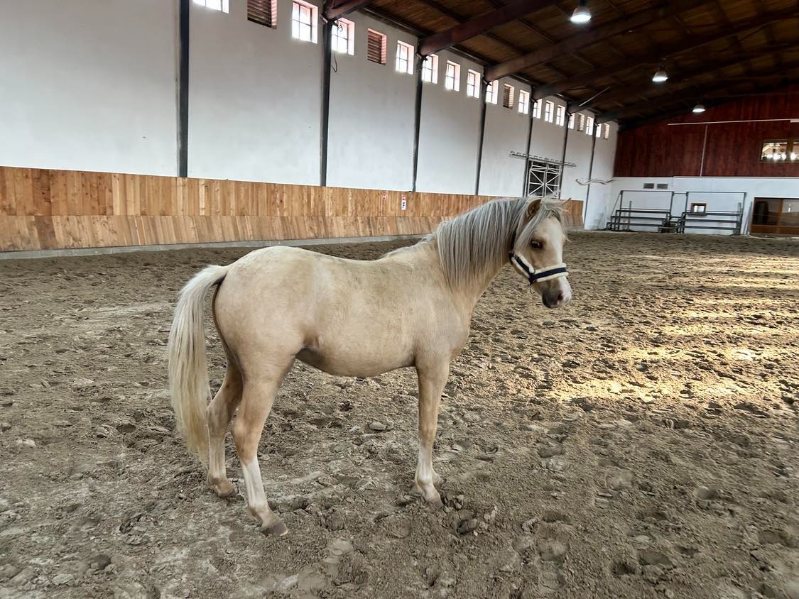 2,5letý valach WPB - 9