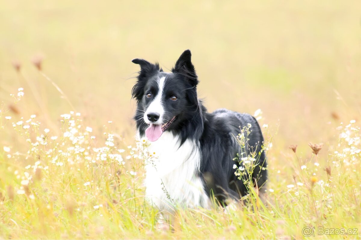 Hledám psí modely a modelky :) - 9