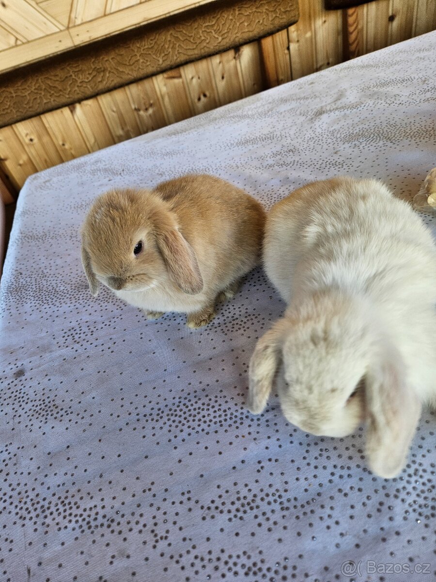 Zakrslý králík - 9