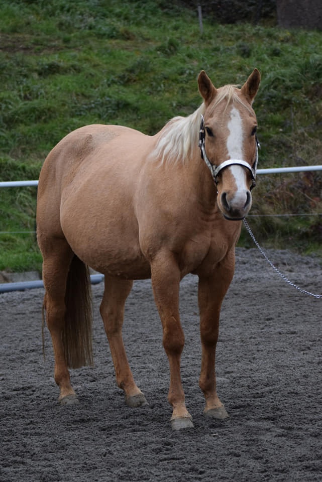 Roční klisna, kobylka AQH, QH, USA papíry - 9