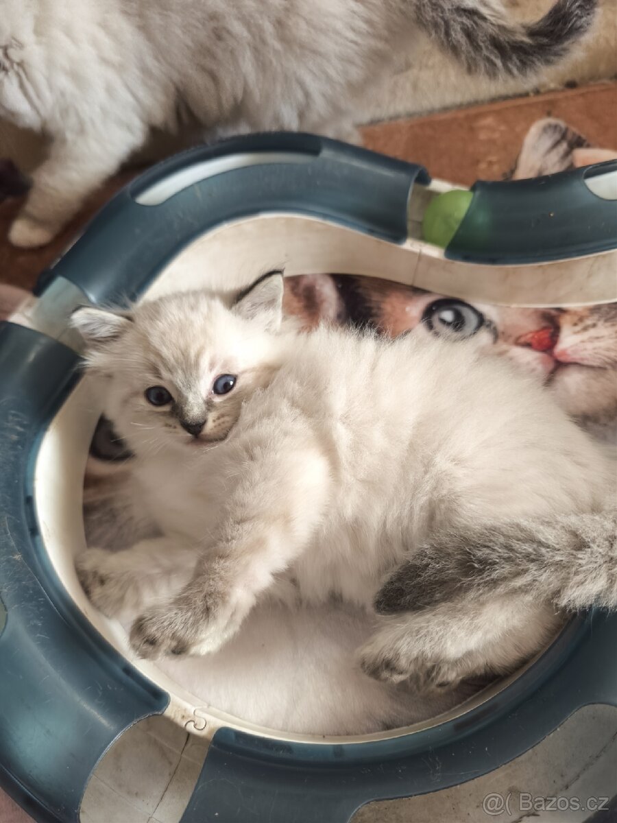 Ragdoll kocourek bez PP - 9