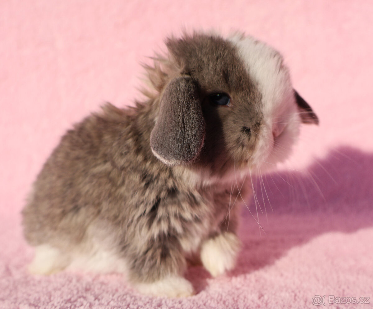 Zakrslí beránci NHD modrá očka . - 9