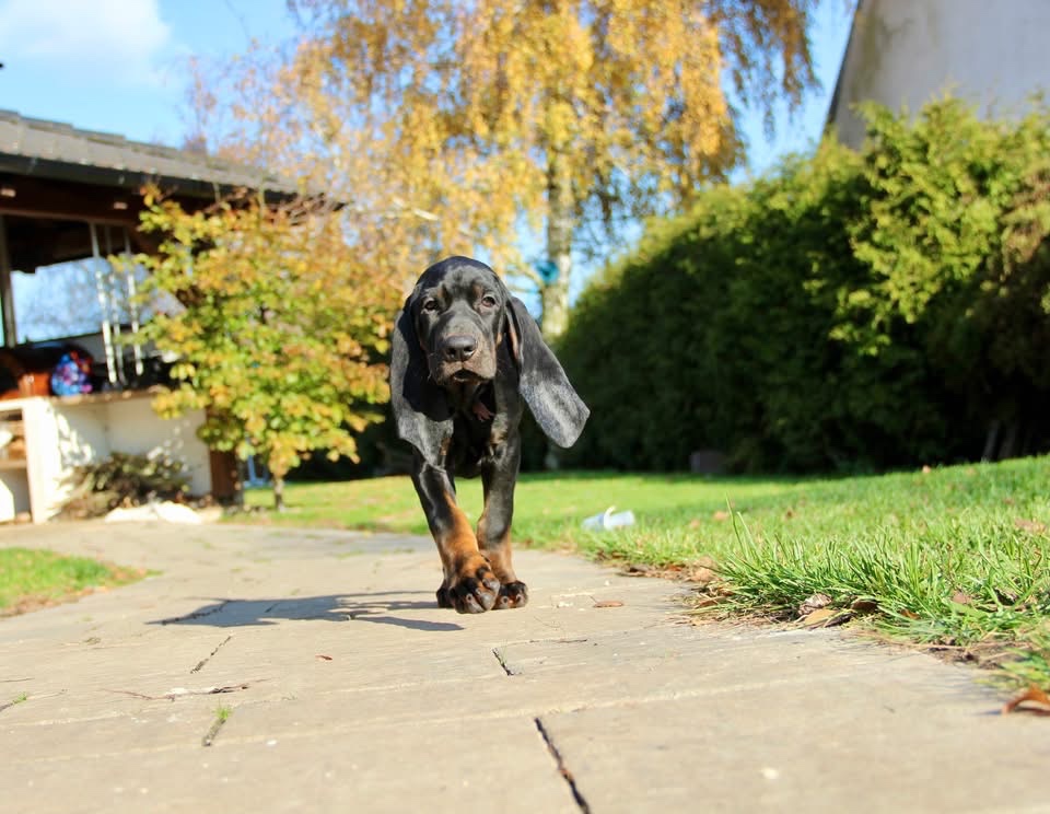 Black and Tan Coonhound s PP FCI - 9