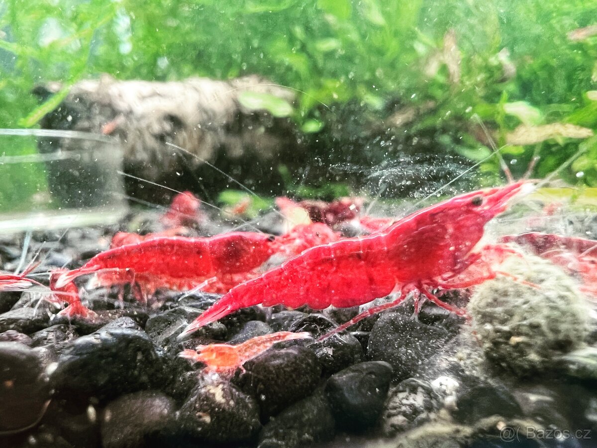 Sladkovodní krevety - 9