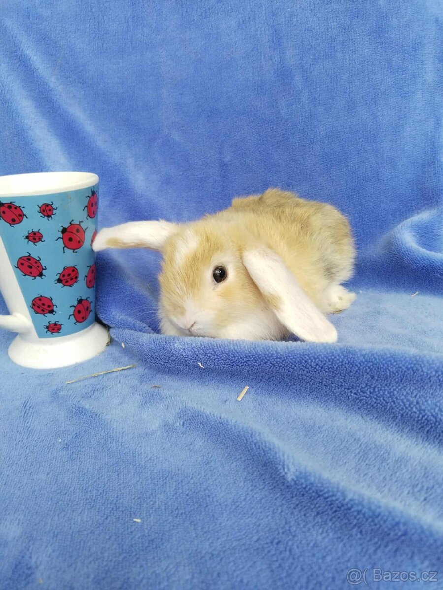 Vymazlení zakrslí králíčci - teddy, minilop, beranek - 9