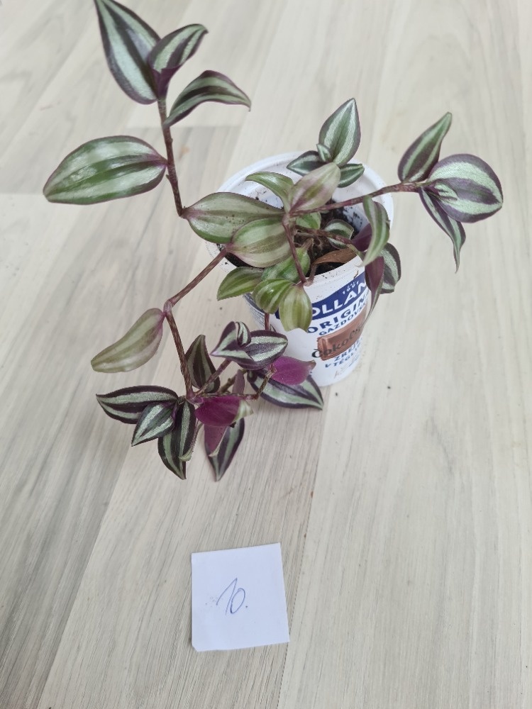 Rostliny, kytky, pokojovky - 9