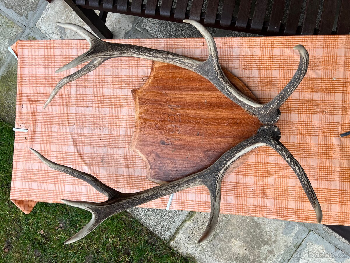 Prodám krásné parohy – dekorace, výroba, myslivost - 9