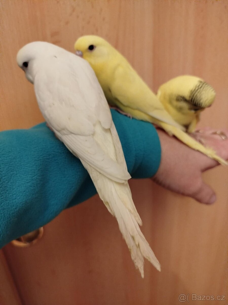 Prodám mladé andulky po vylétnutí z budky - 9