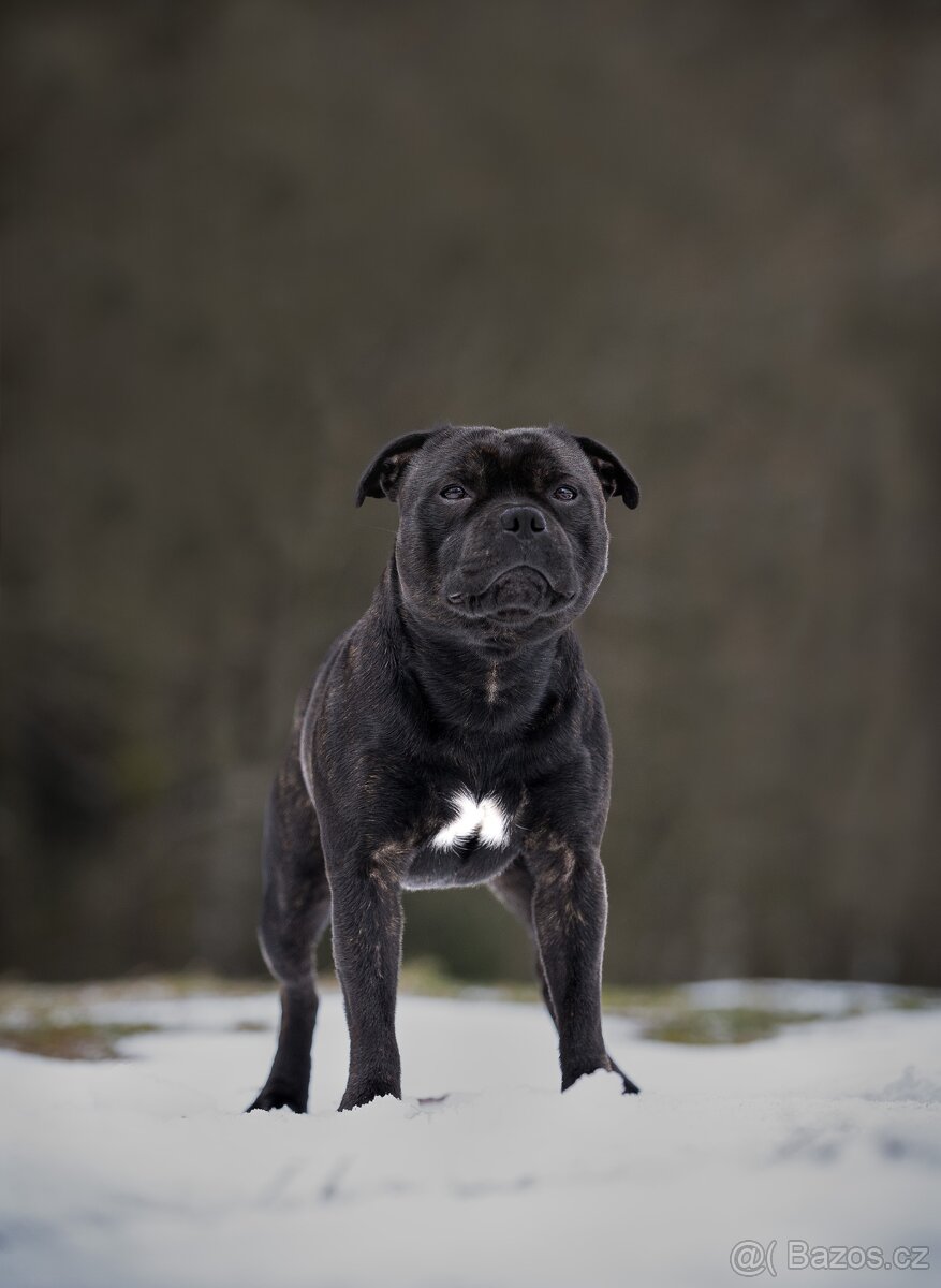 Stafordšírský bulteriér - Krycí pes - 9