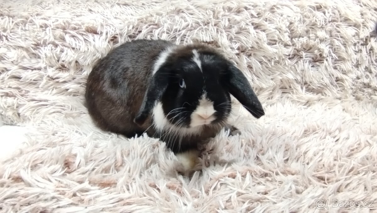Zakrslý beránek, králíček, králík-LADY - 9