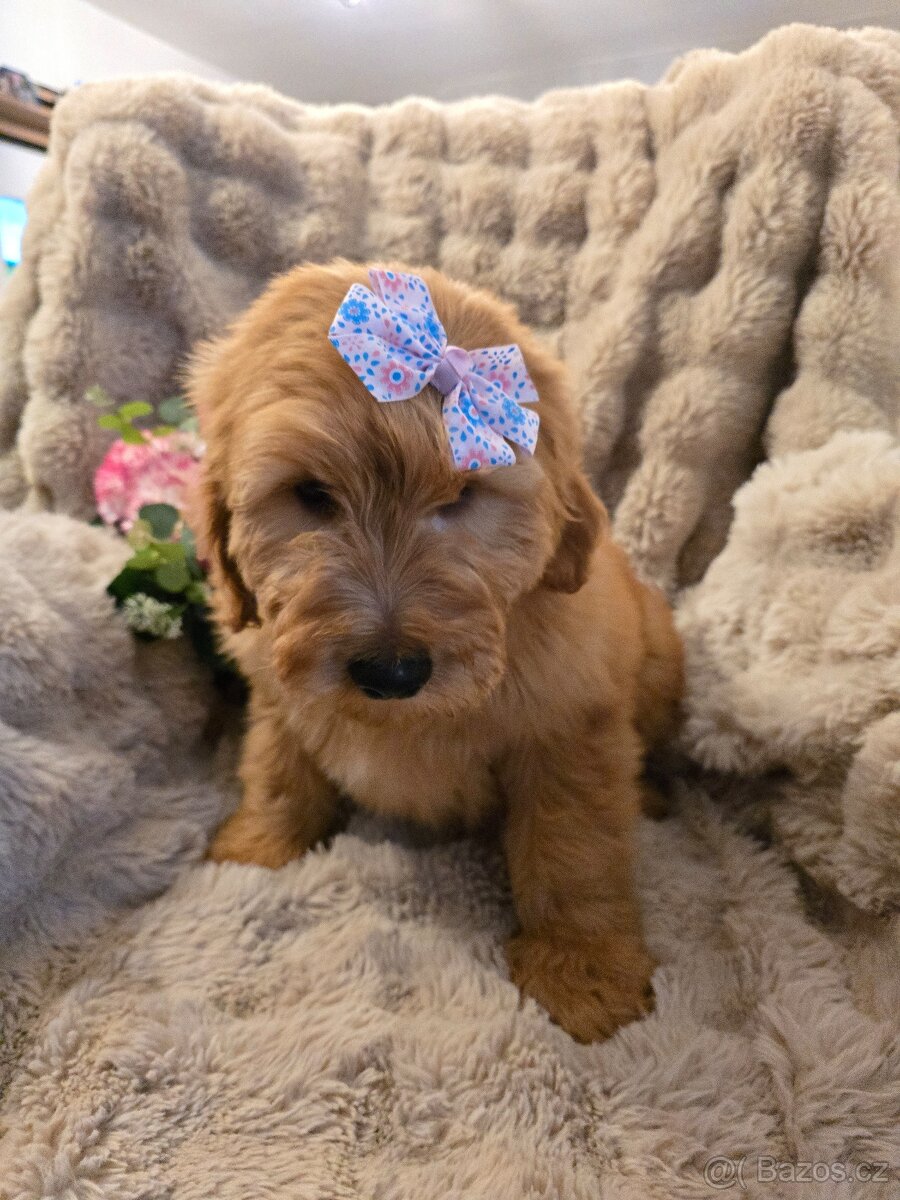 Goldendoodle F1 Standard - 9